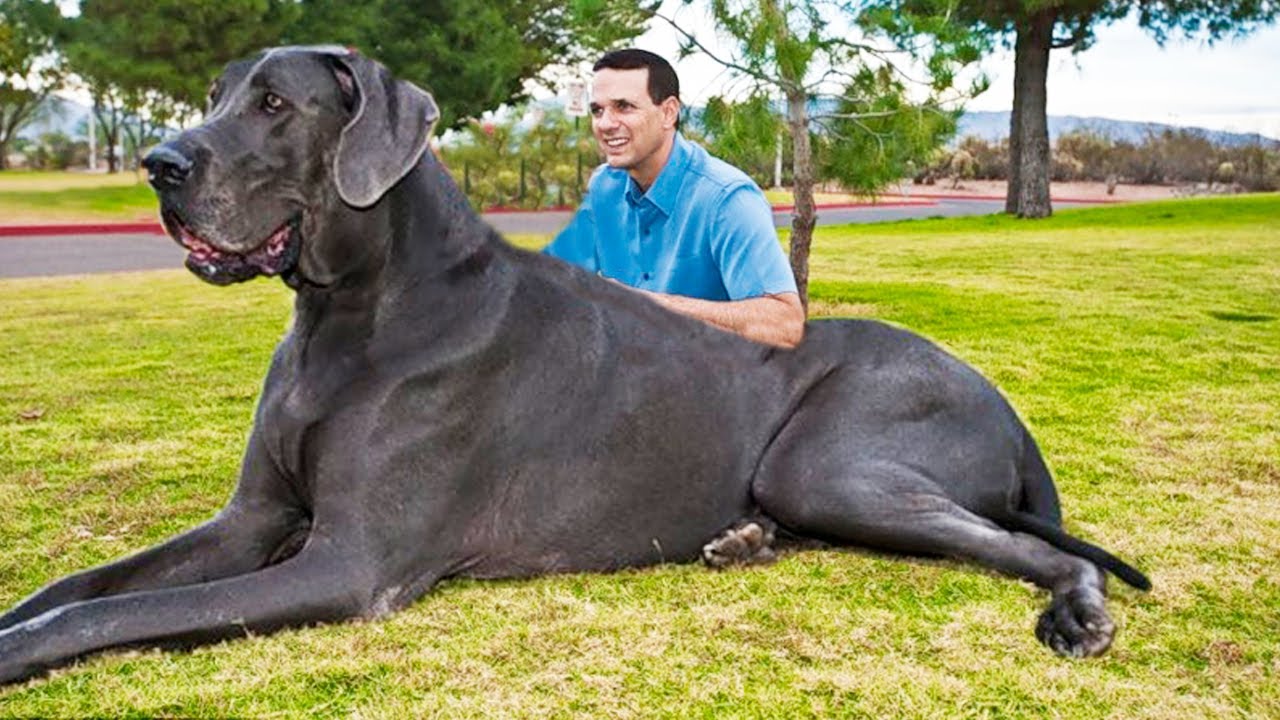 perro de gran tamaño y abundante pelo oscuro