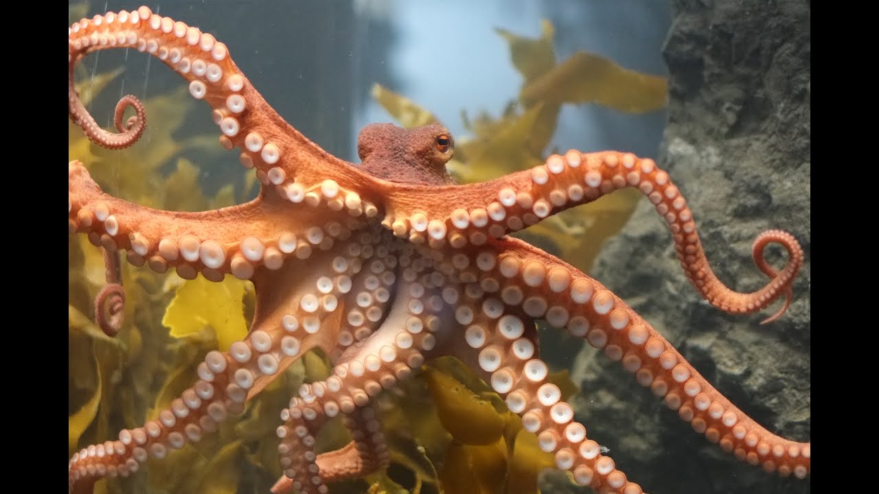 que significa soñar con un pulpo morado