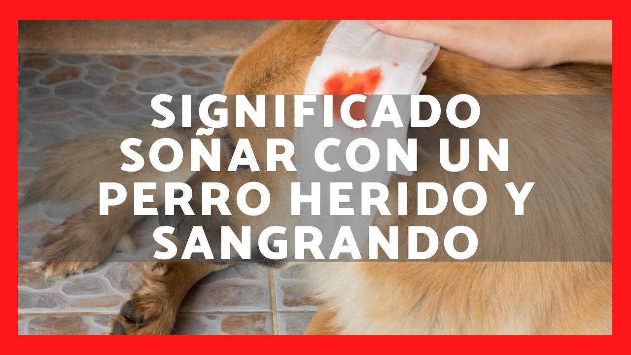 soñar con un perro herido y sangrando