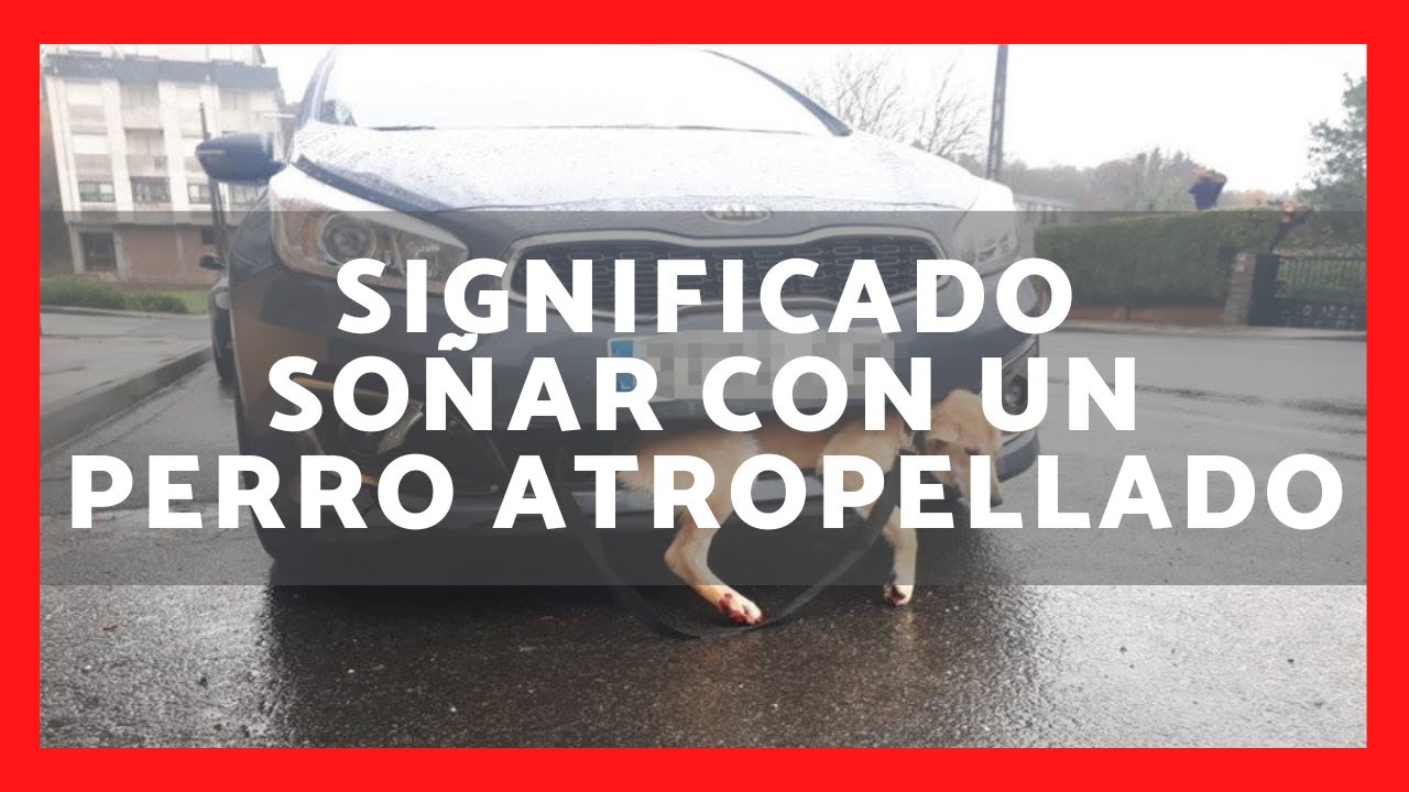 soñar que atropellan a mi perro