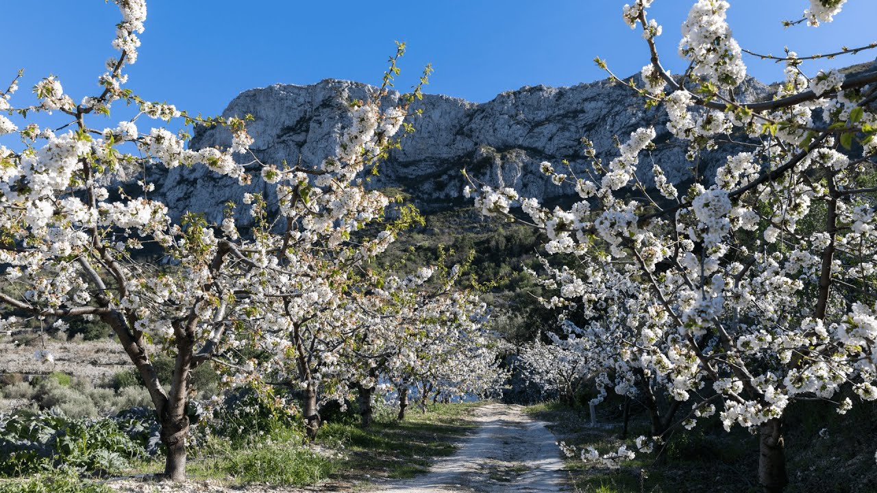 vall de gallinera cerezos en flor