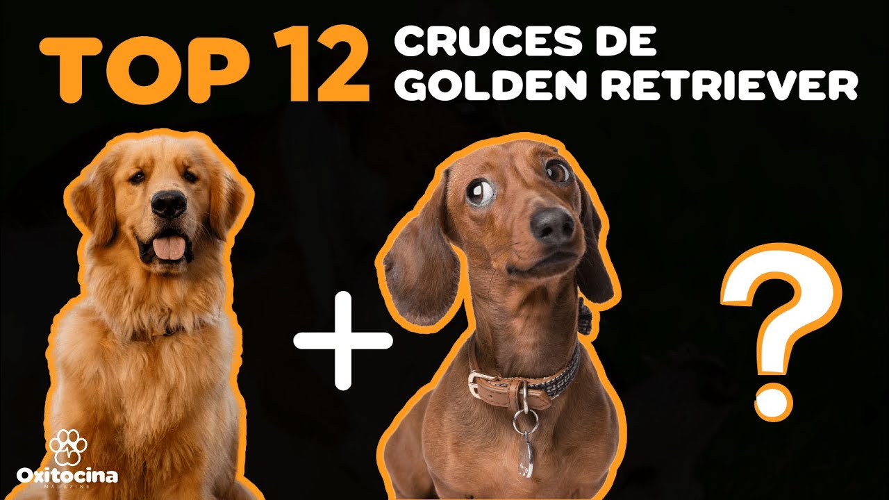 cruce perro salchicha y golden retriever