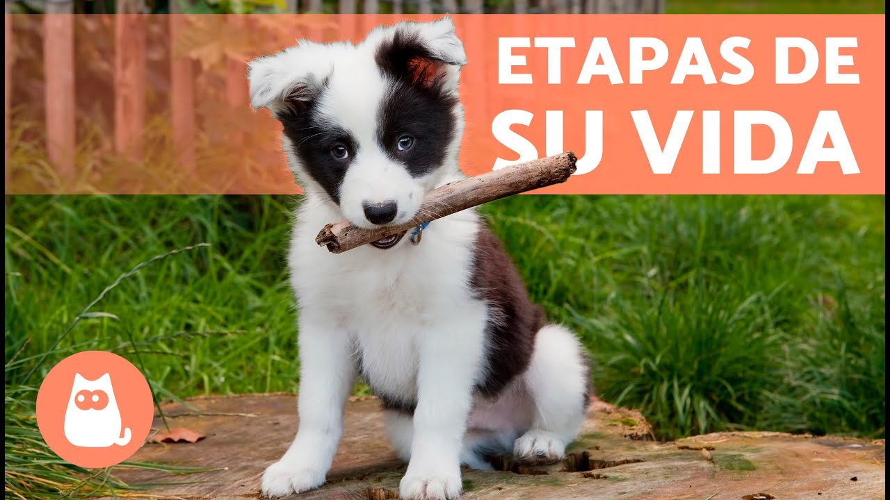 cuando se considera un perro adulto
