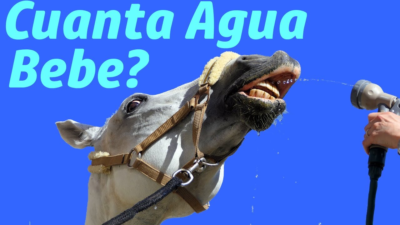 cuanto bebe un caballo al dia