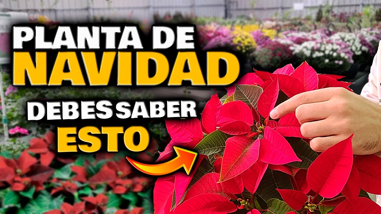 flor de pascua hojas con manchas