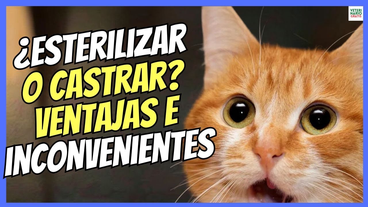 los gatos esterilizados son más cariñosos