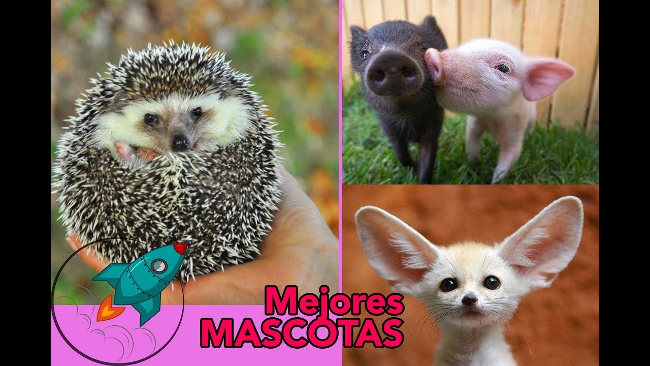 mascotas pequeñas y fáciles de cuidar
