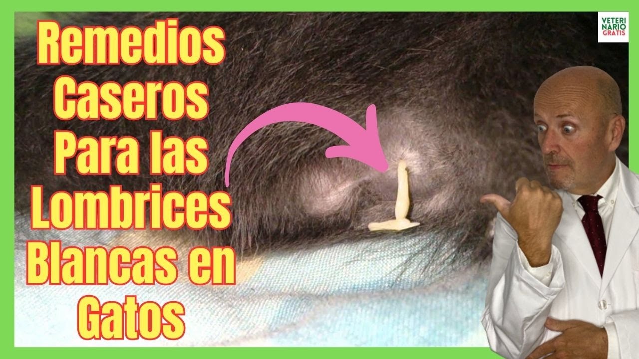 medicamentos para eliminar lombrices en gatos