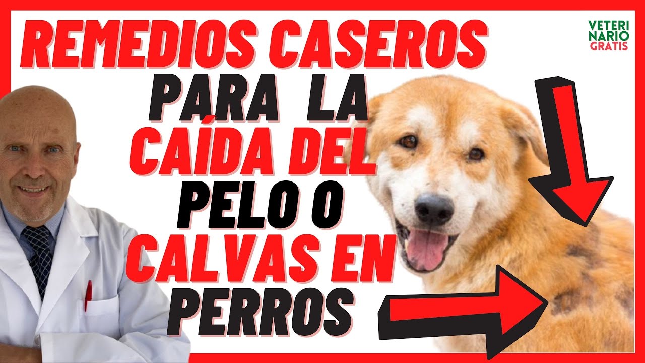 mi perro tiene calvas en el lomo