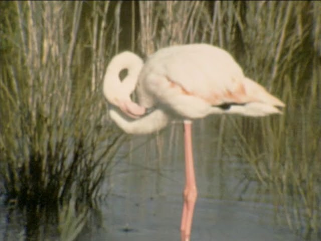 observatorio de las salinas de santa pola