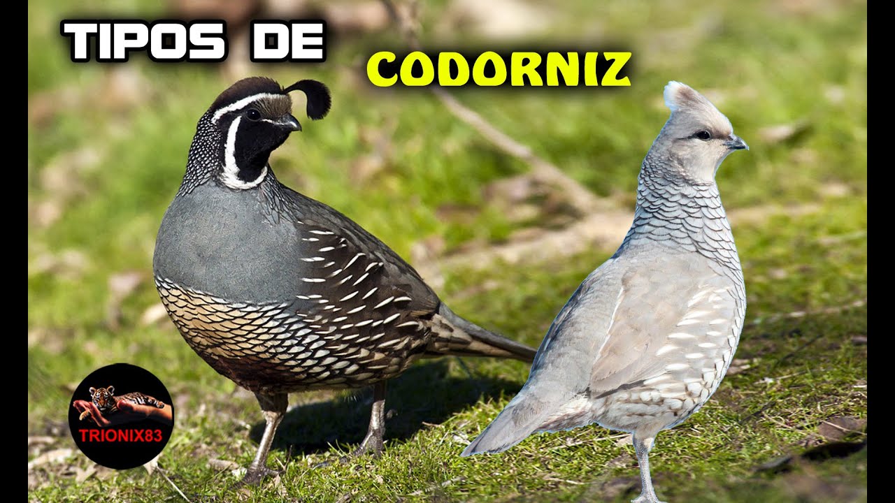 pajaro parecido a la codorniz con el pecho rojo