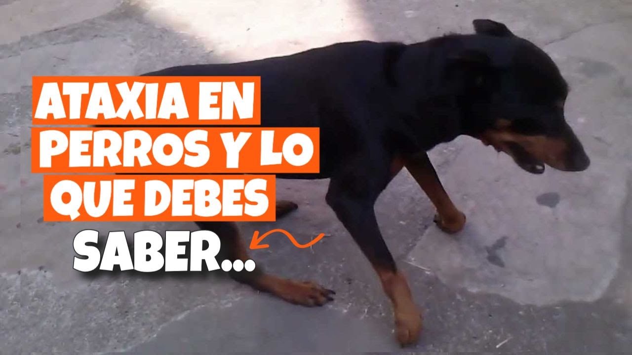 porque mi perro camina pegado a la pared