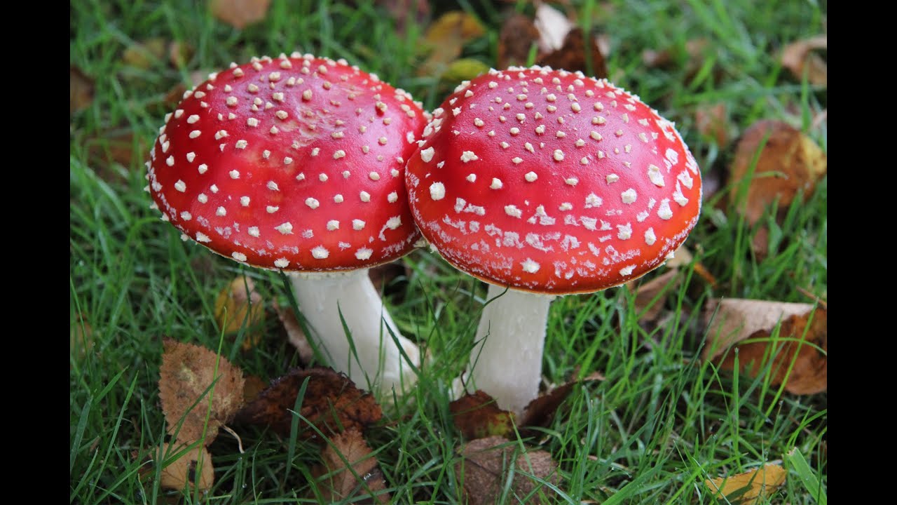 q significa soñar con hongos comestibles