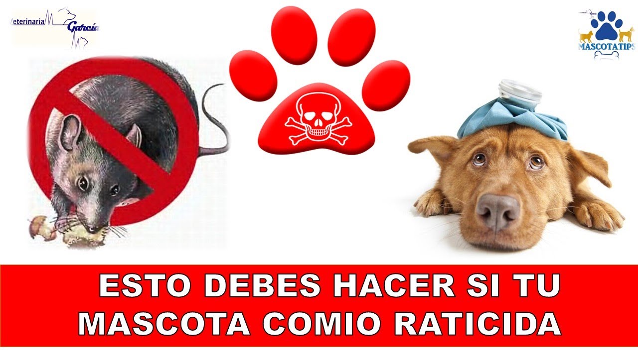 que hacer si mi perro se come veneno de rata