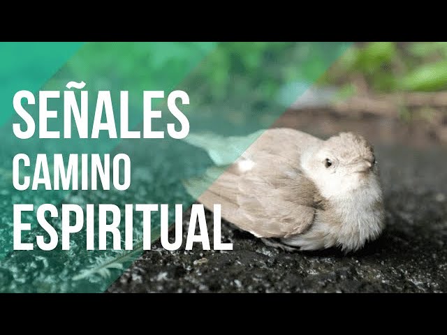 que significa encontrar un pájaro herido