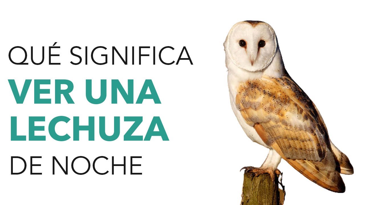 que significa encontrar una lechuza muerta