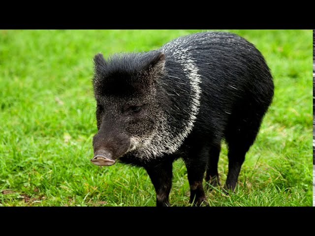 que significa soñar con un jabali