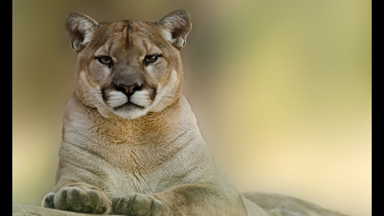 que significa soñar con un puma