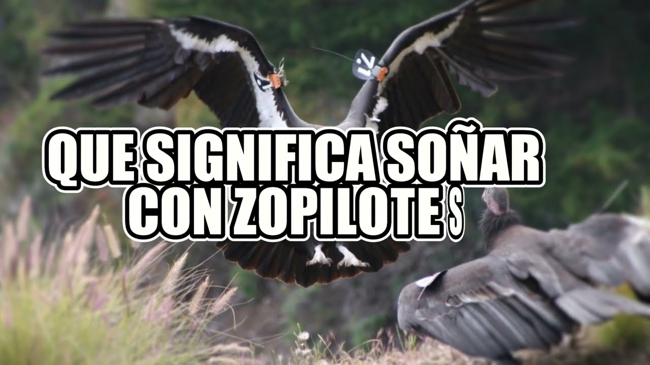 que significa soñar con un zopilote