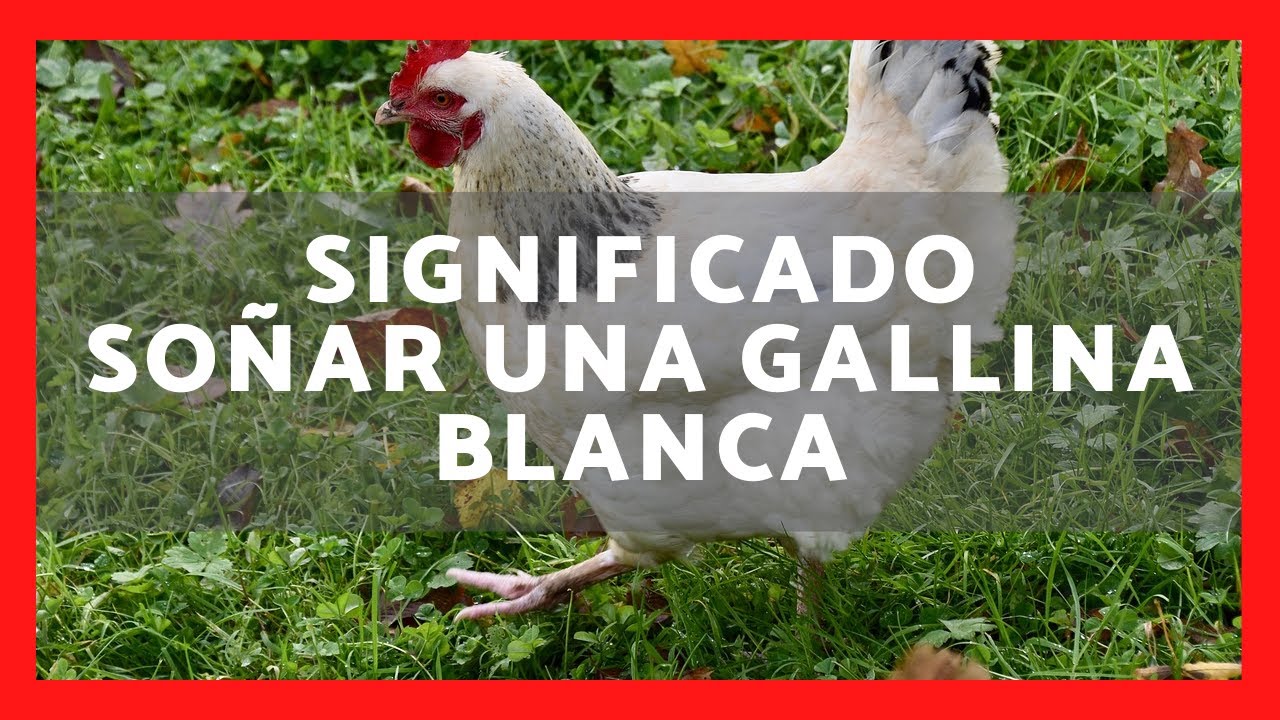 que significa soñar con una gallina blanca