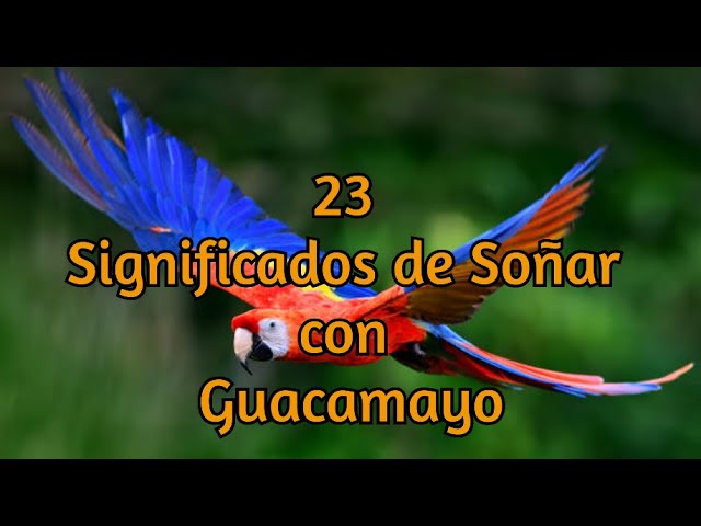 que significa soñar con una guacamaya