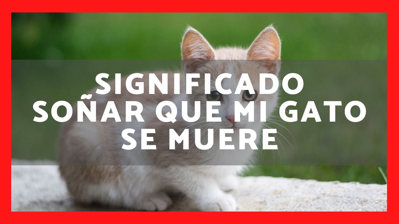 que significa soñar que se muere un gato