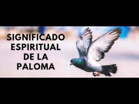 significado espiritual de ver una paloma