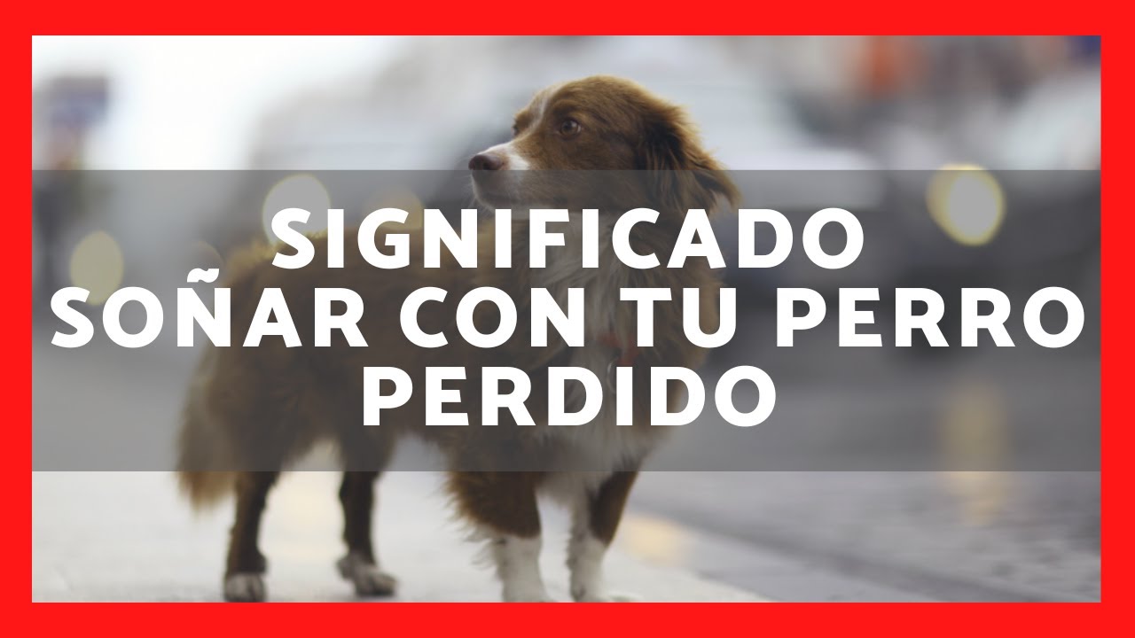 soñar que mi mascota se pierde