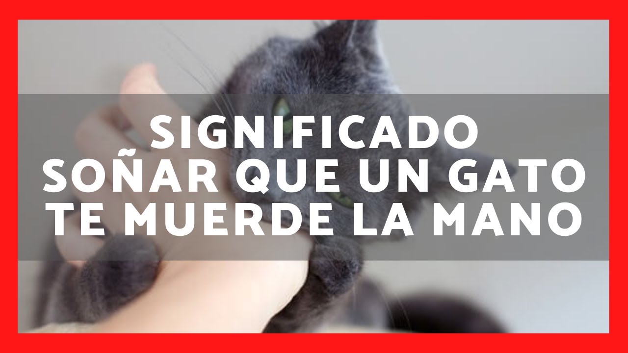 soñar que un gato te muerde la mano