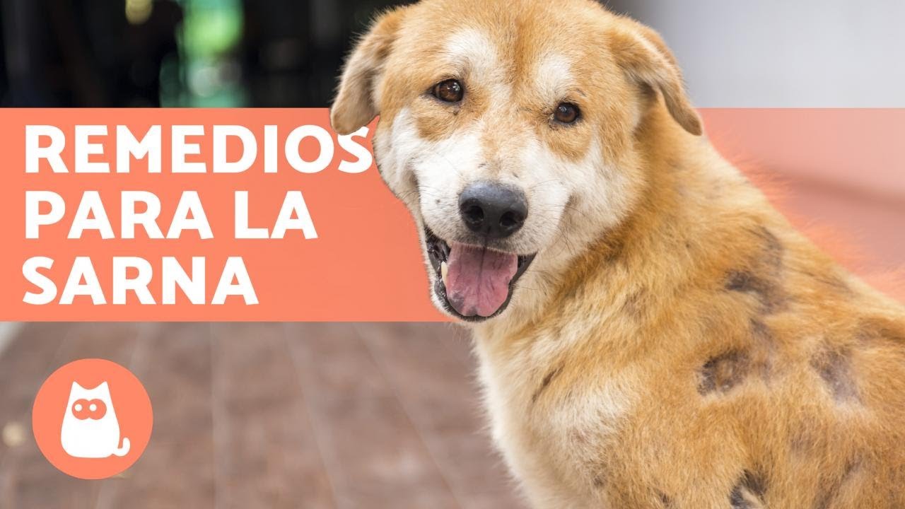 tratamiento para la sarna en perros