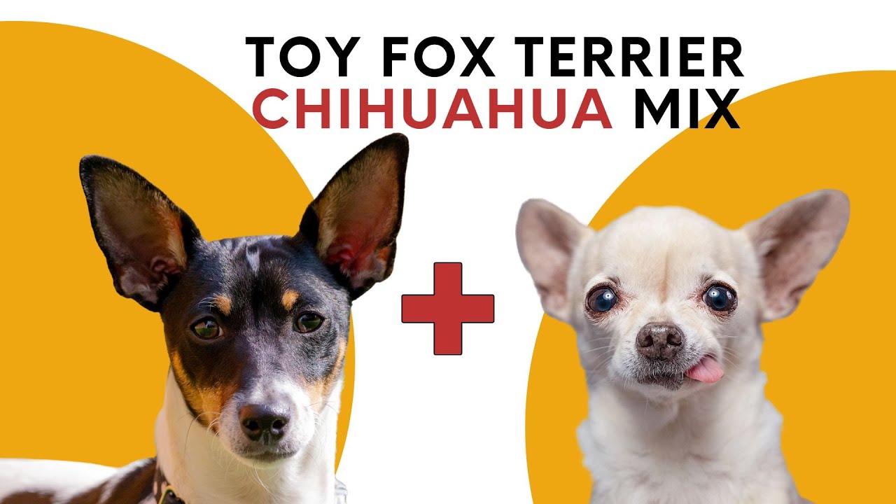 mezcla de chihuahua y fox terrier