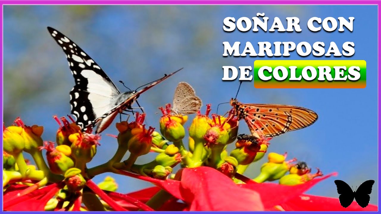 que significa soñar con mariposas de colores