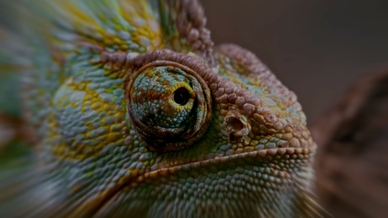 que significa soñar con un camaleon