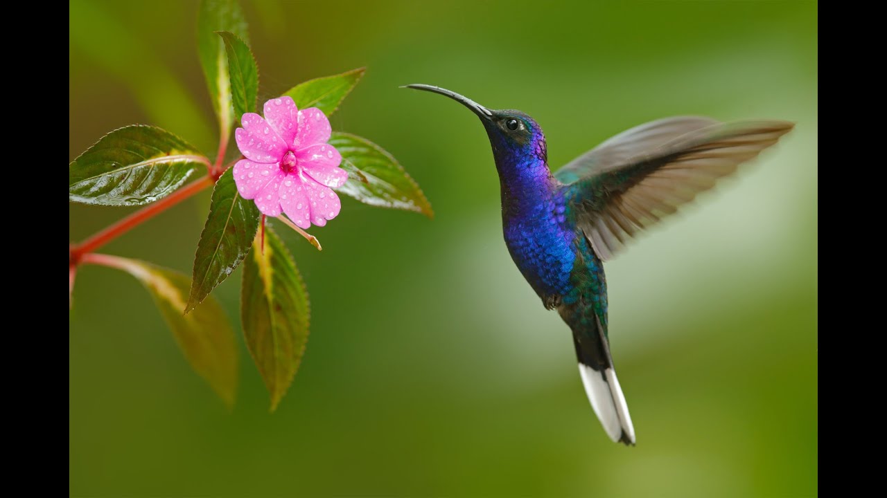 significado de soñar con un colibri